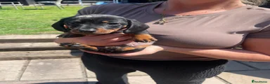 Miniature Dachshund Puppy 2