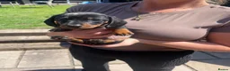 Miniature Dachshund dogs for sale: Miniature Dachshund puppies 🐶  - Advert 23