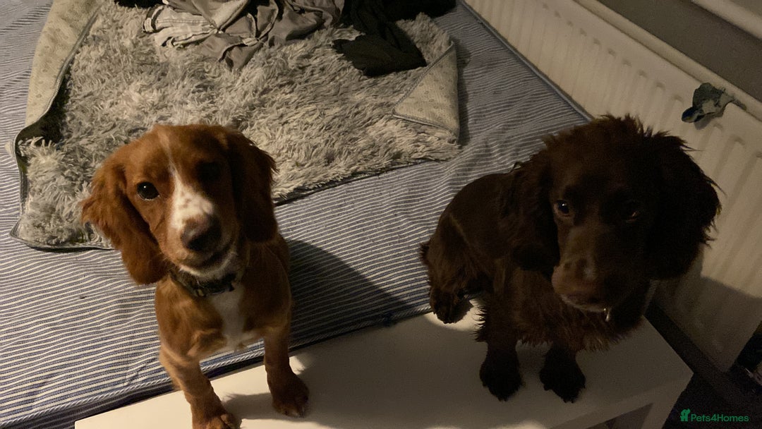 Cocker Spaniel dogs for sale: Orange & white female cocker spaniel - Advert 1