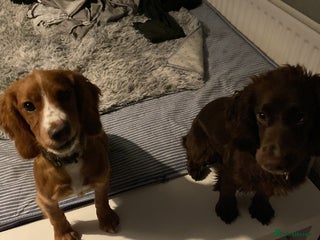 Cocker Spaniel dogs Orange & white female cocker spaniel - Advert 1