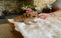 Cockapoo dogs for sale: READY TO GO :Gorgeous litter of  F1 Cockapoo’s - Image 3