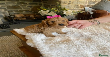 Cockapoo dogs - Advert 12
