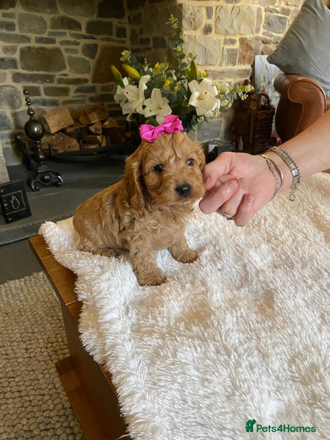 Cockapoo dogs for sale: READY TO GO :Gorgeous litter of  F1 Cockapoo’s - Image 3