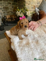 Cockapoo dogs - Advert 11