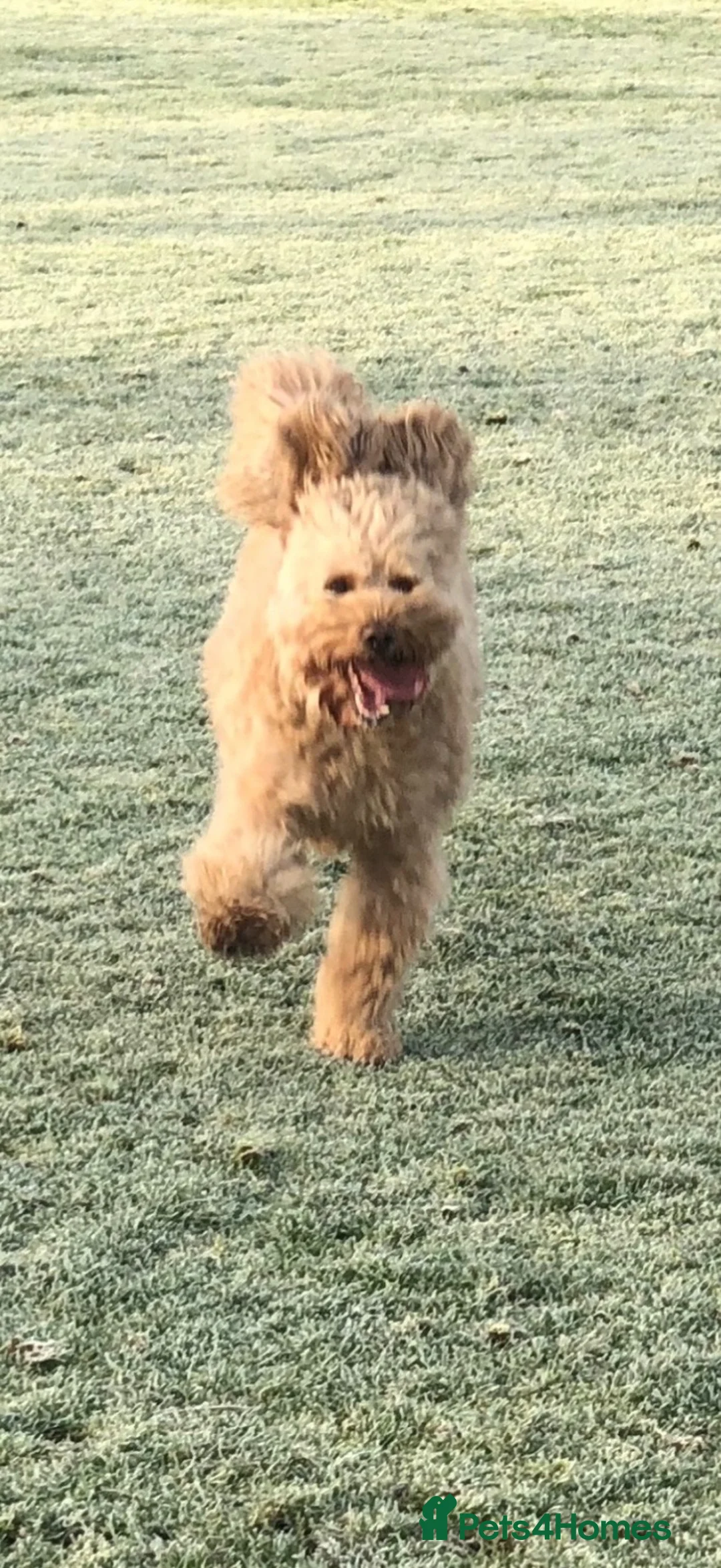Cavapoo dogs for sale: Apricot female Cavapoo 9 years old in Westerham - Advert 2