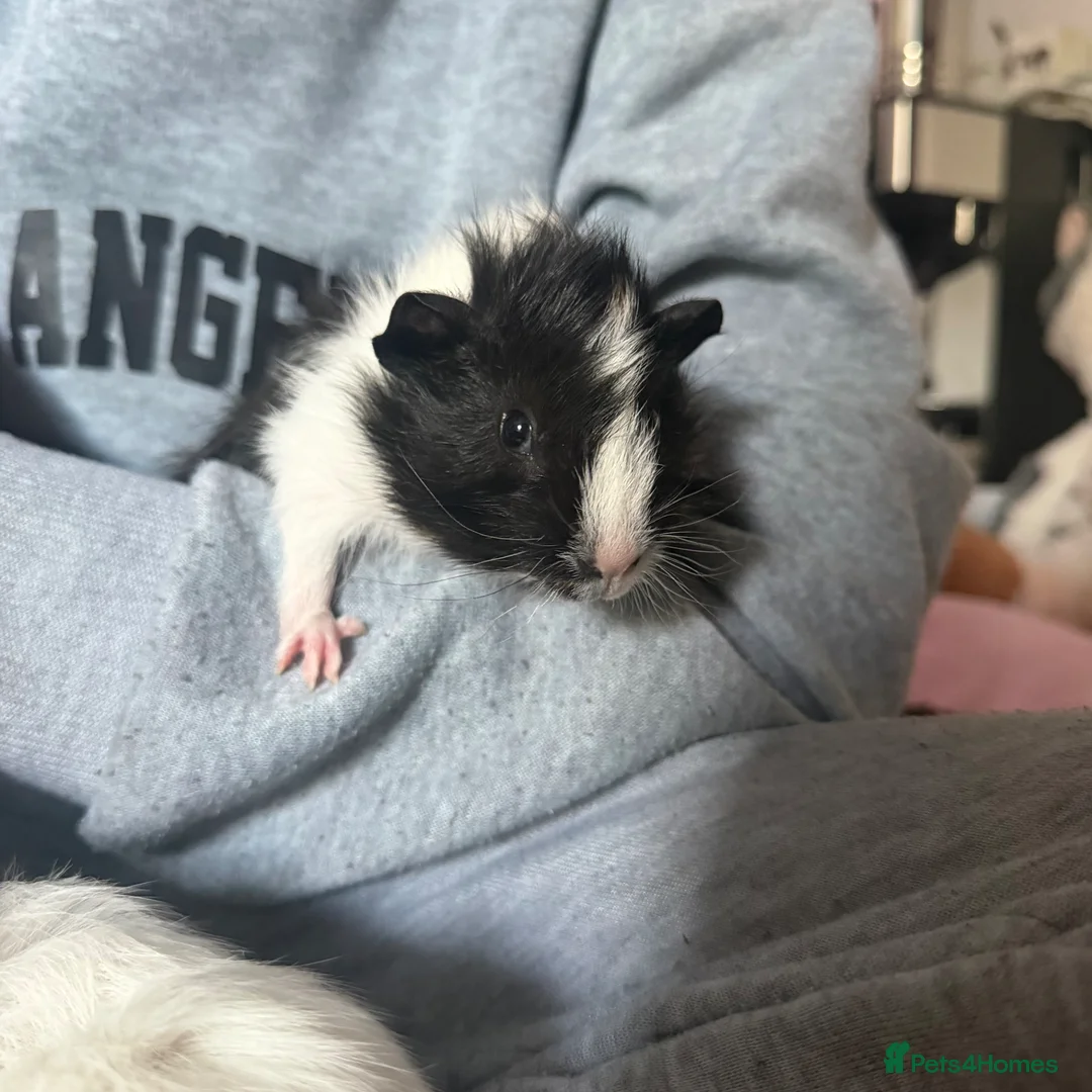 Guinea Pig rodents for sale: 3x male guinea pig babies  - Advert 6