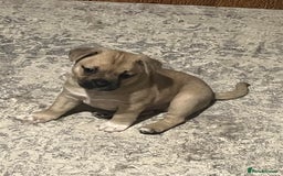 Mixed Breed dogs for sale: Gorgeous puppies - Image 6