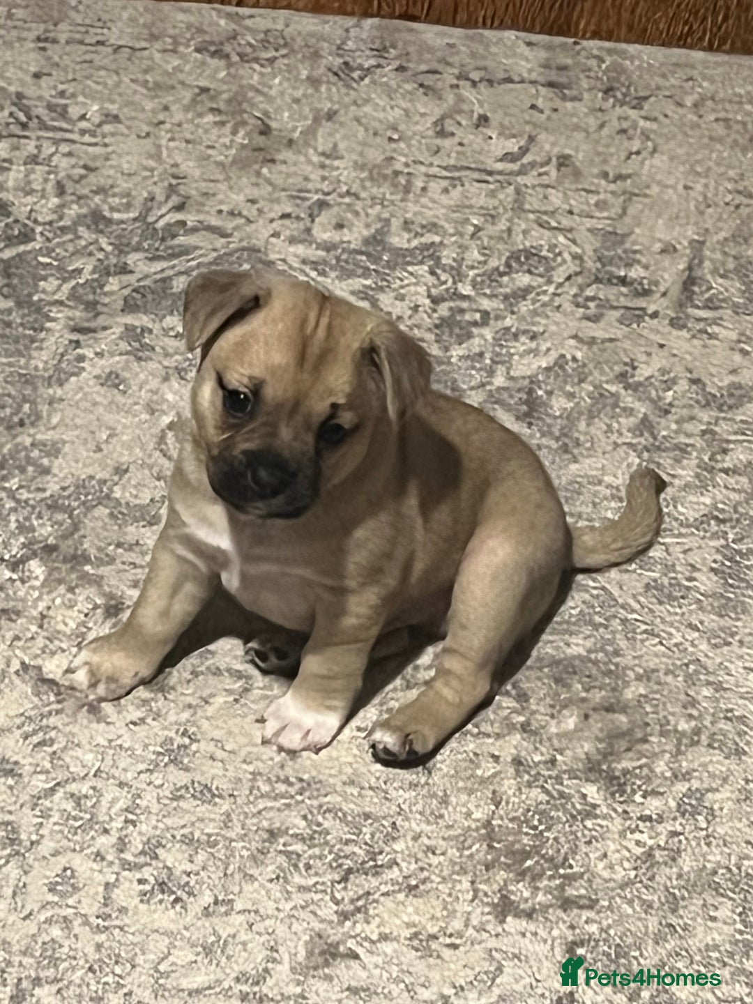 Mixed Breed dogs for sale: Gorgeous puppies - Image 6