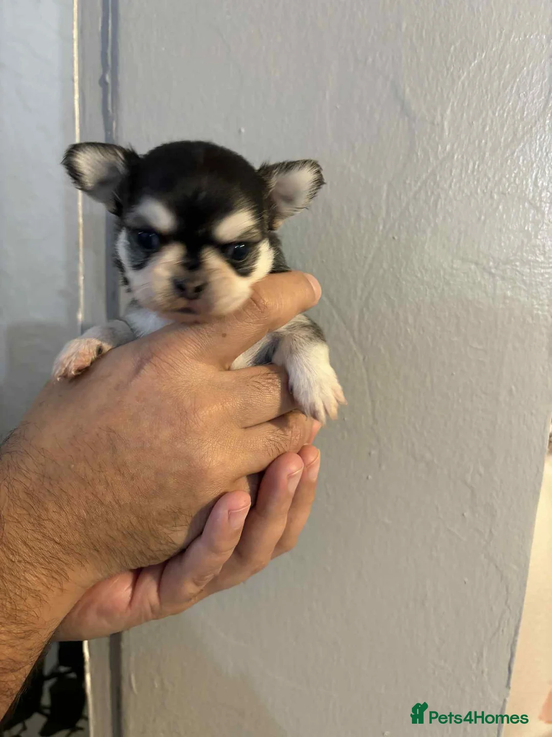 Chihuahua dogs for sale: Very beautiful husky markings chihuahua for sale - Advert 9