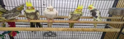 Cockatiels birds for sale: Baby cockatiels friendly different mutations  - Advert 3