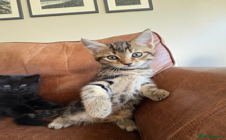 Maine Coon cats - Advert 3