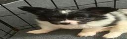 Papillon dogs for sale: Stunning, KC registered Papillon Puppies - Advert 8
