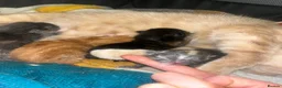 Mixed Breed cats for sale: 4 half Maine Coon kittens  - Advert 31