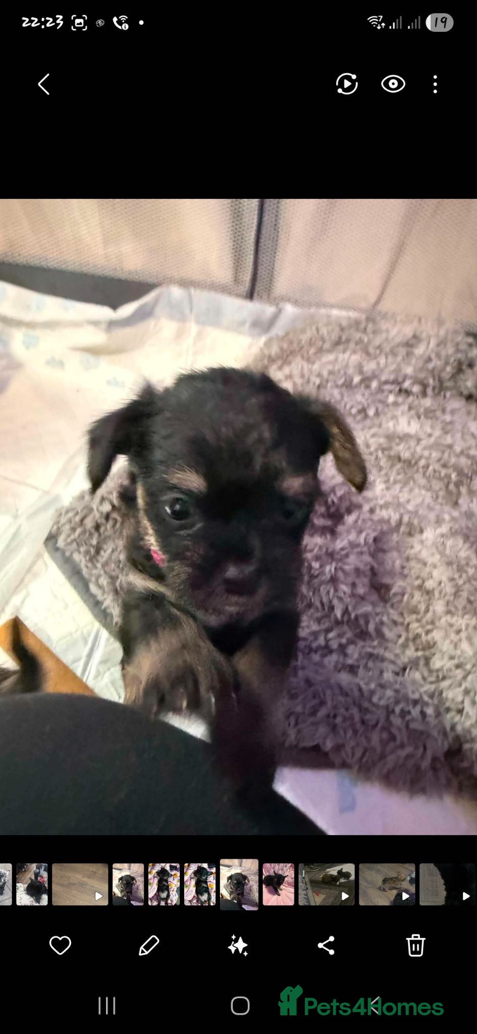 Mixed Breed dogs Frenchie x chihuahua puppies 2 boys 3 girls - Advert 12