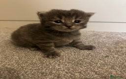 Maine Coon cats for sale: Beautiful mainecoon crosses - Advert 15