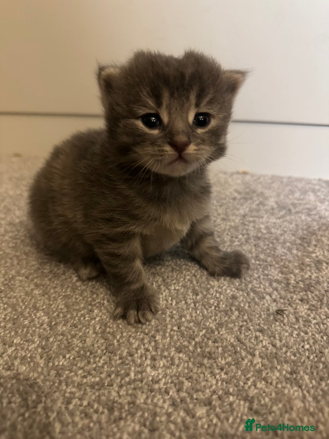 Maine Coon cats for sale: Beautiful mainecoon crosses - Advert 15