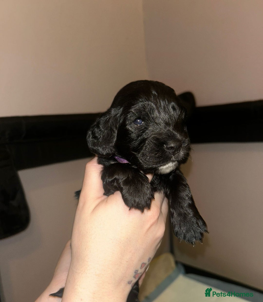 Cockapoo dogs for sale: Cockapoo puppies ready to reserve. - Advert 4