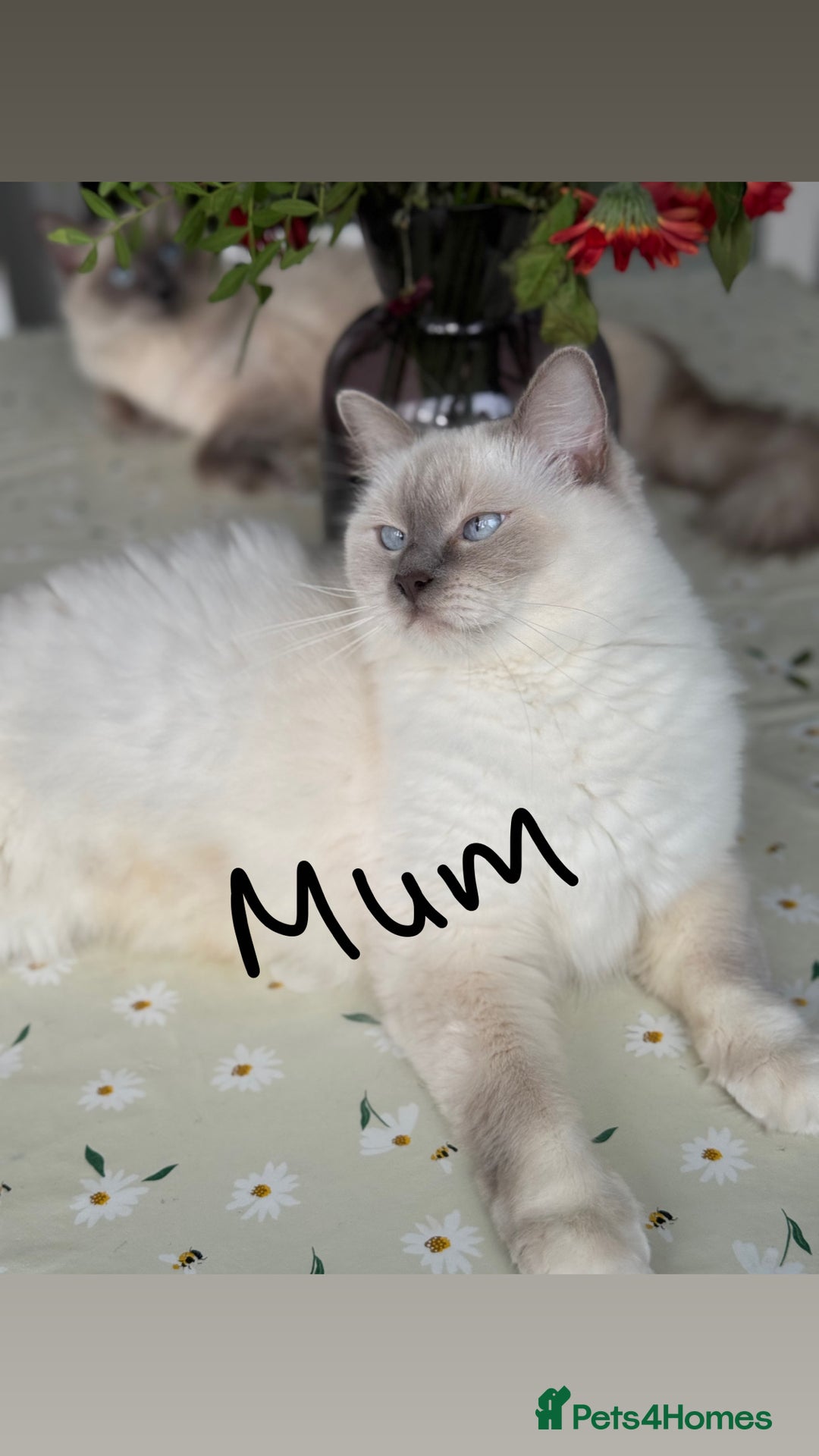 Ragdoll cats for sale: Ragdoll kitten - Advert 3