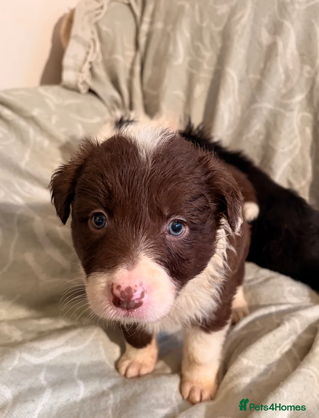 Border Collie dogs for sale: HEALTH TESTED CLEAR PARENTS BORDER COLLIE PUPS - Advert 21