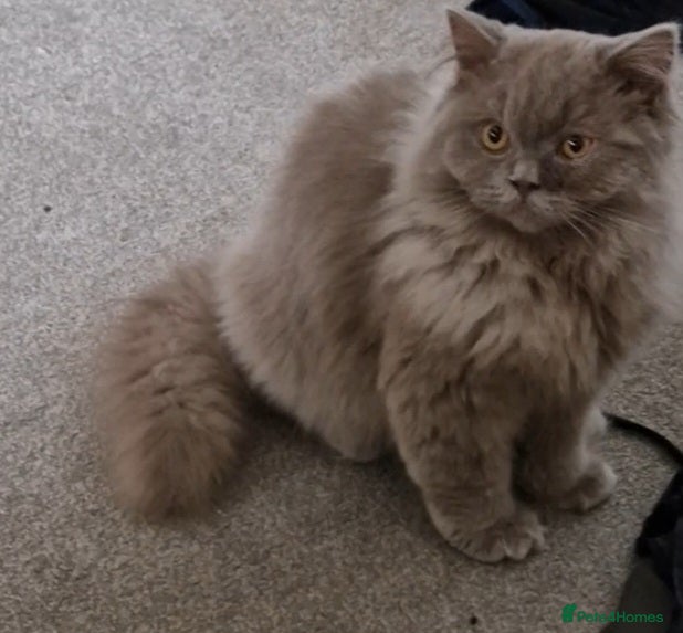 British Shorthair cats Lilac British Longhair boy kitten - Advert 1