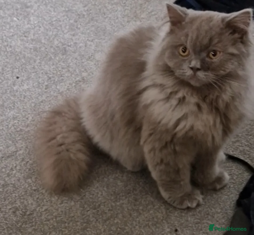 British Shorthair cats for sale: Lilac British Longhair boy kitten - Advert 1