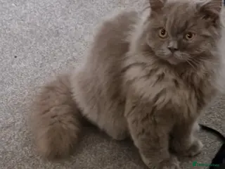 British Shorthair cats Lilac British Longhair boy kitten - Advert 1