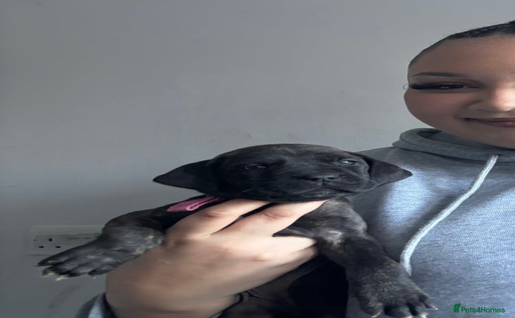 Cane Corso dogs - Advert 4