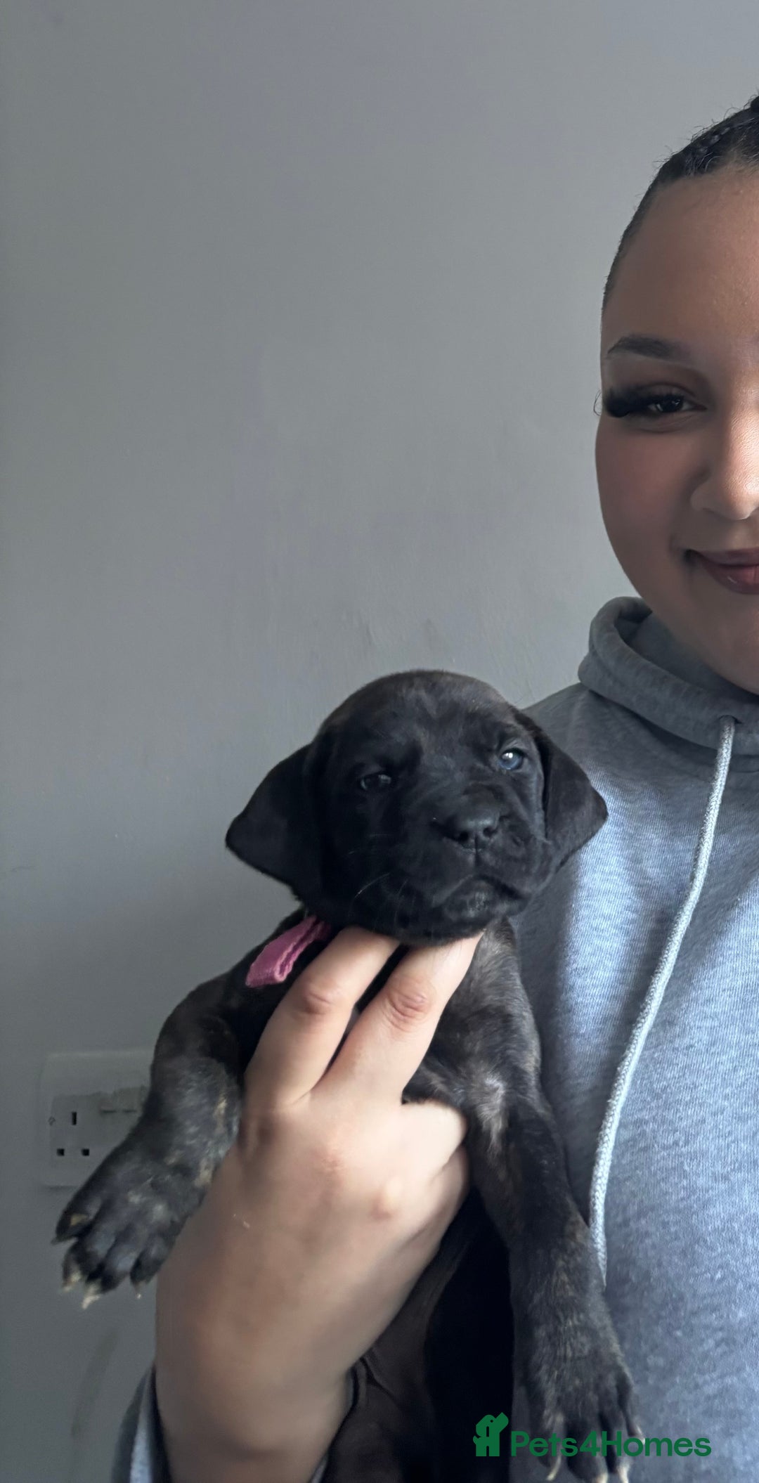Cane Corso dogs for sale: Cane Corso first litter of puppies !! - Image 1