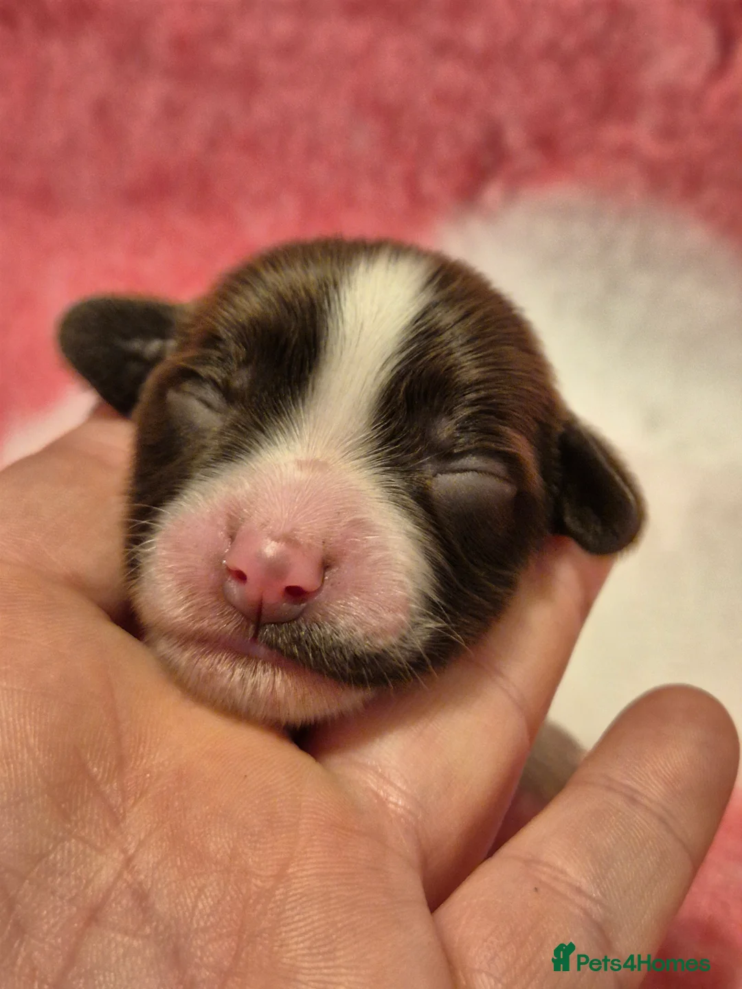 English Springer Spaniel dogs for sale:  Beautiful Liver & White Springer Spaniels - Advert 13