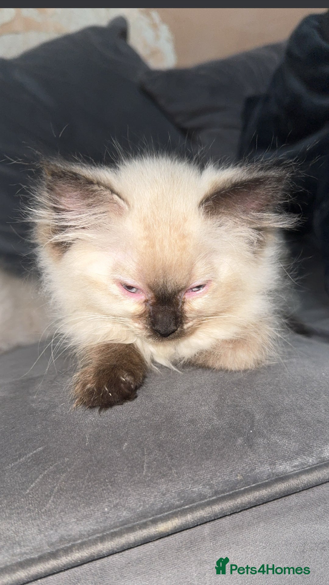 Ragdoll cats for sale: RAGDOLL KITTENS FOR SALE💕 - Image 2