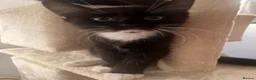 Mixed Breed cats for sale: 2 beautiful kittens looking for a new home - Advert 6