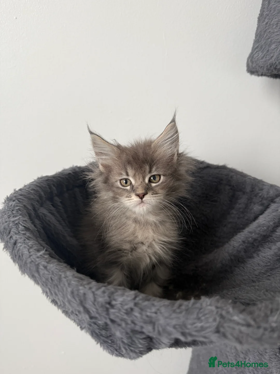 Maine Coon cats for sale: XL RUSSIAN CUBS 🇷🇺💙 - Advert 14