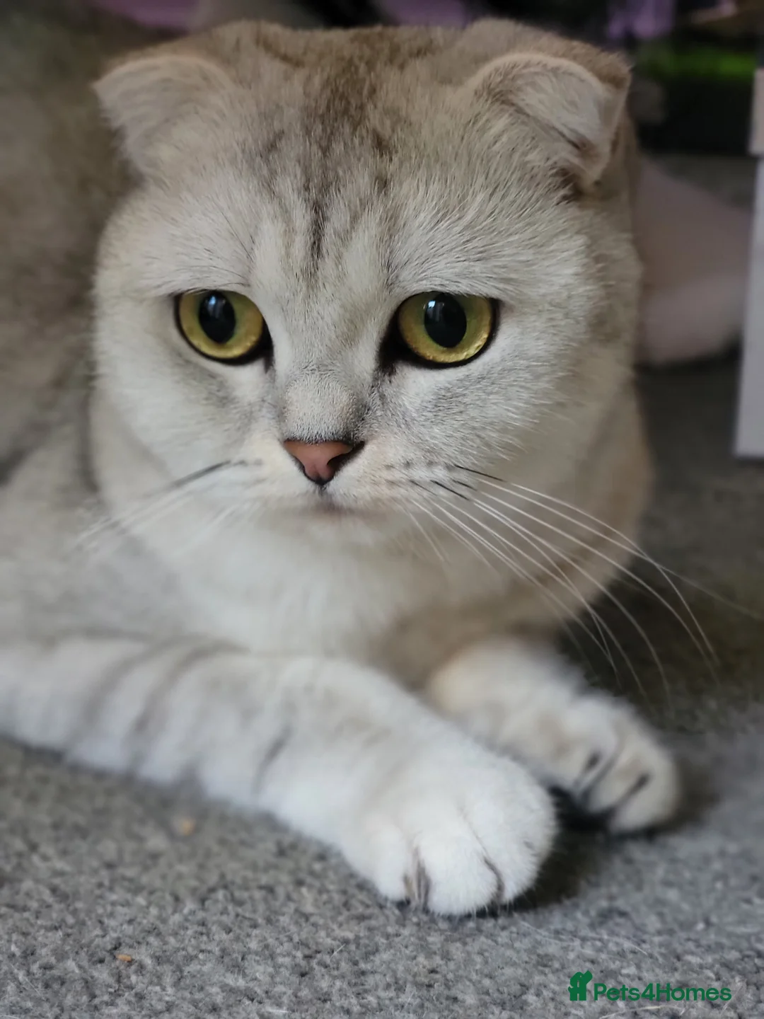 Scottish Fold cats for sale: Beautiful and healthy Scottish fold - Advert 1