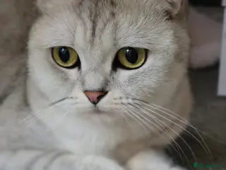 Scottish Fold cats Beautiful and healthy Scottish fold - Advert 3