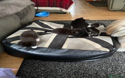 Domestic Shorthair cats for sale: 3 gorgeous kittens - Image 9