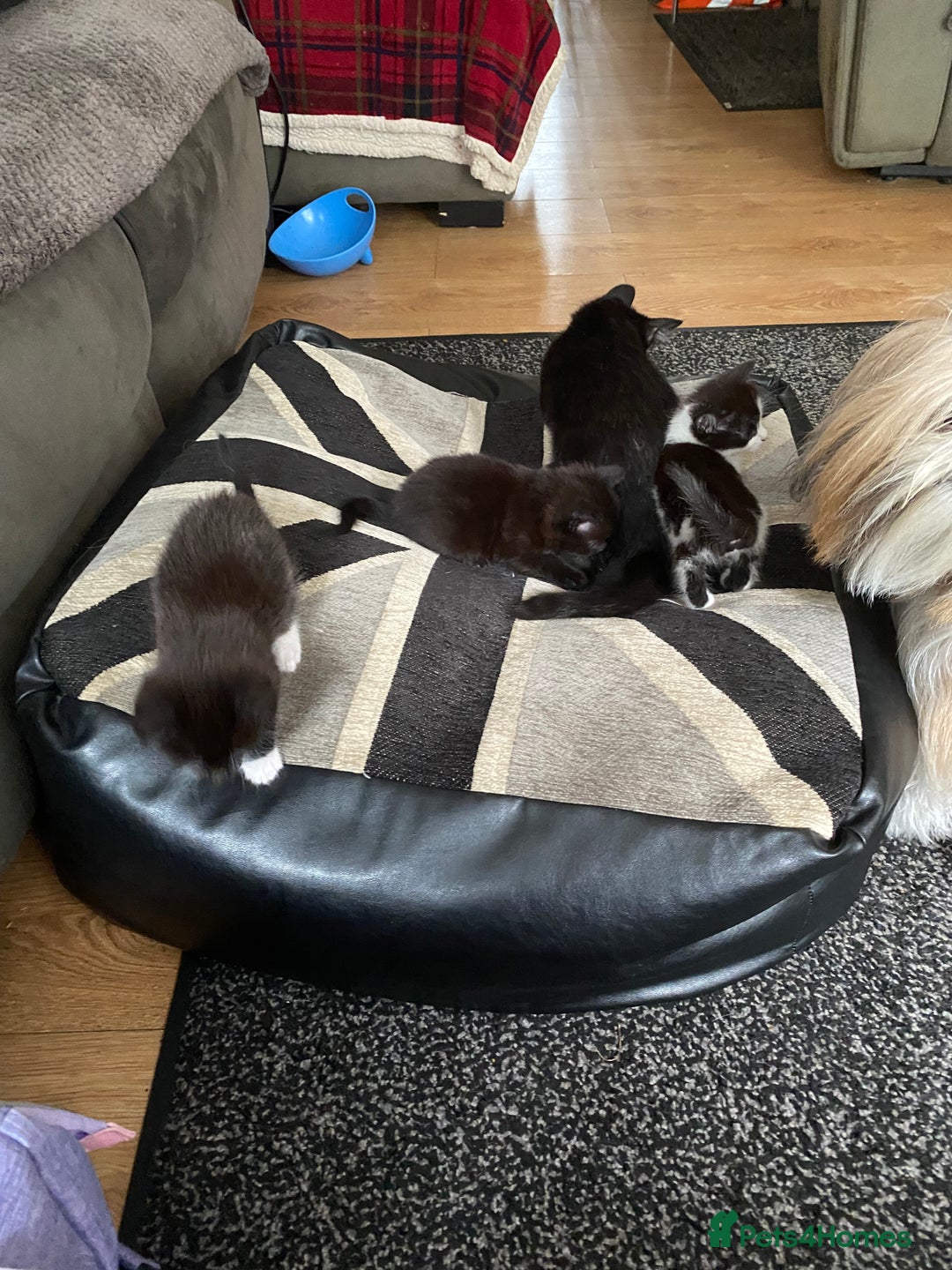 Domestic Shorthair cats for sale: 3 gorgeous kittens - Image 9