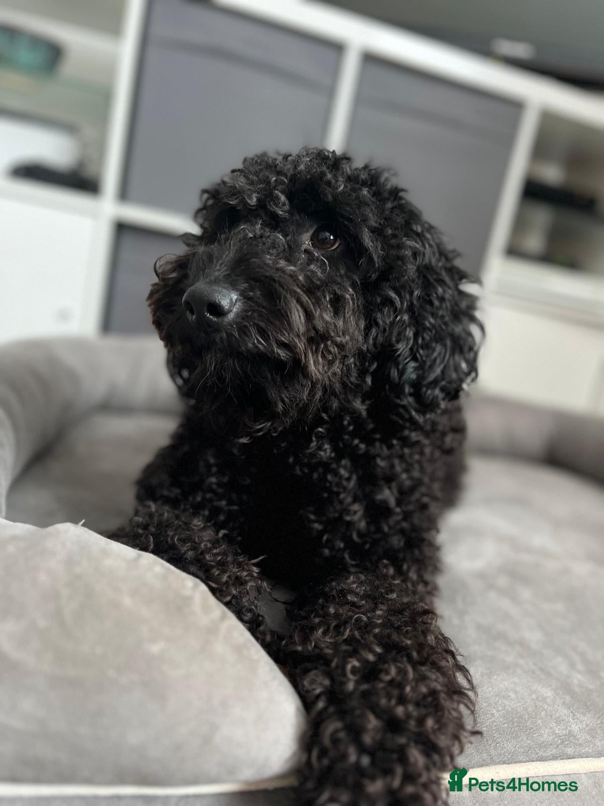Labradoodle dogs Miniature labradoodle puppies  - Advert 1