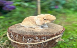 Mini Lop rabbits for sale: ⭐️ FRIENDLY PUREBRED MINI LOP BUNNIES ⭐️ - Image 20