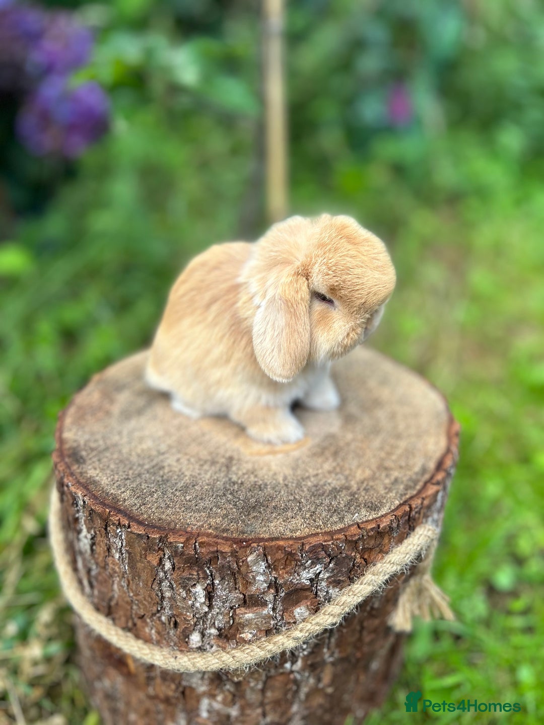 Mini Lop rabbits for sale: ⭐️ FRIENDLY PUREBRED MINI LOP BUNNIES ⭐️ - Image 20