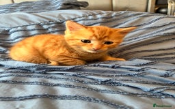 Mixed Breed cats for sale: 5 beautiful kittens - Image 3