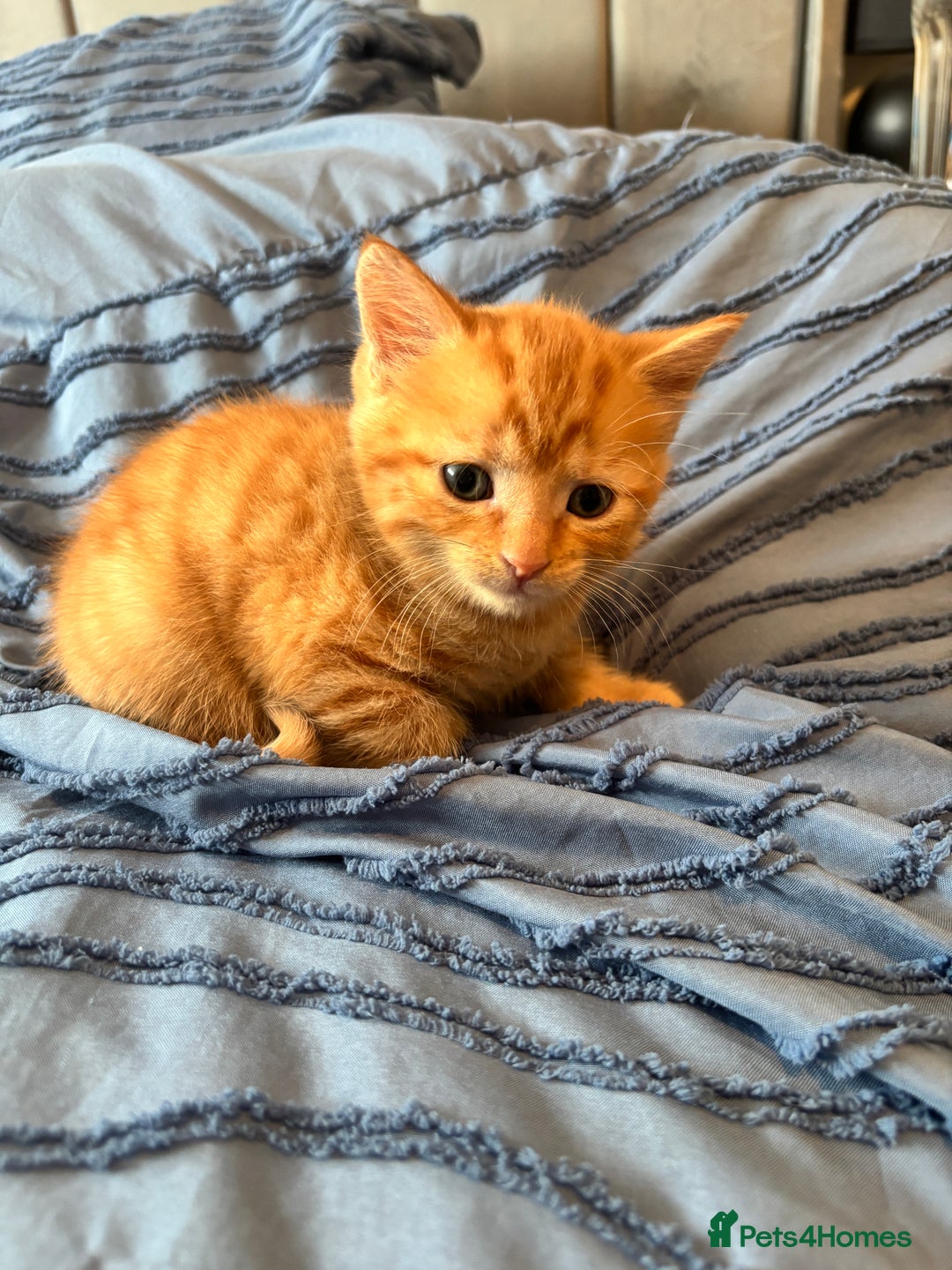 Mixed Breed cats for sale: 5 beautiful kittens - Image 3