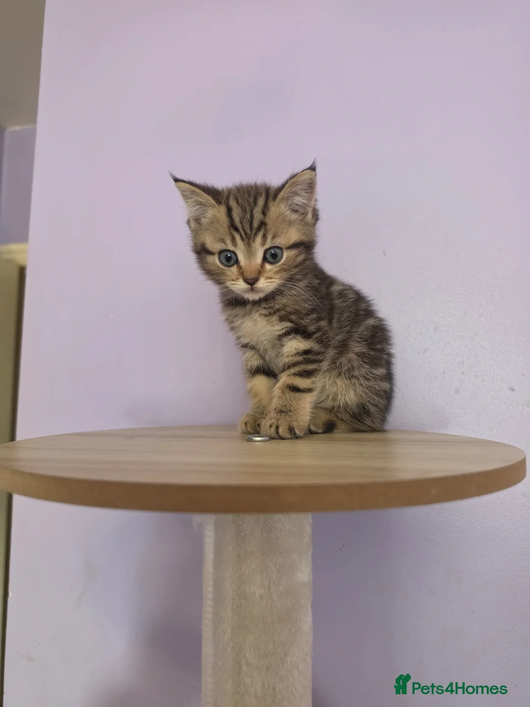 Scottish Fold cats for sale: Beautiful Scottish fold kittens  - Advert 2