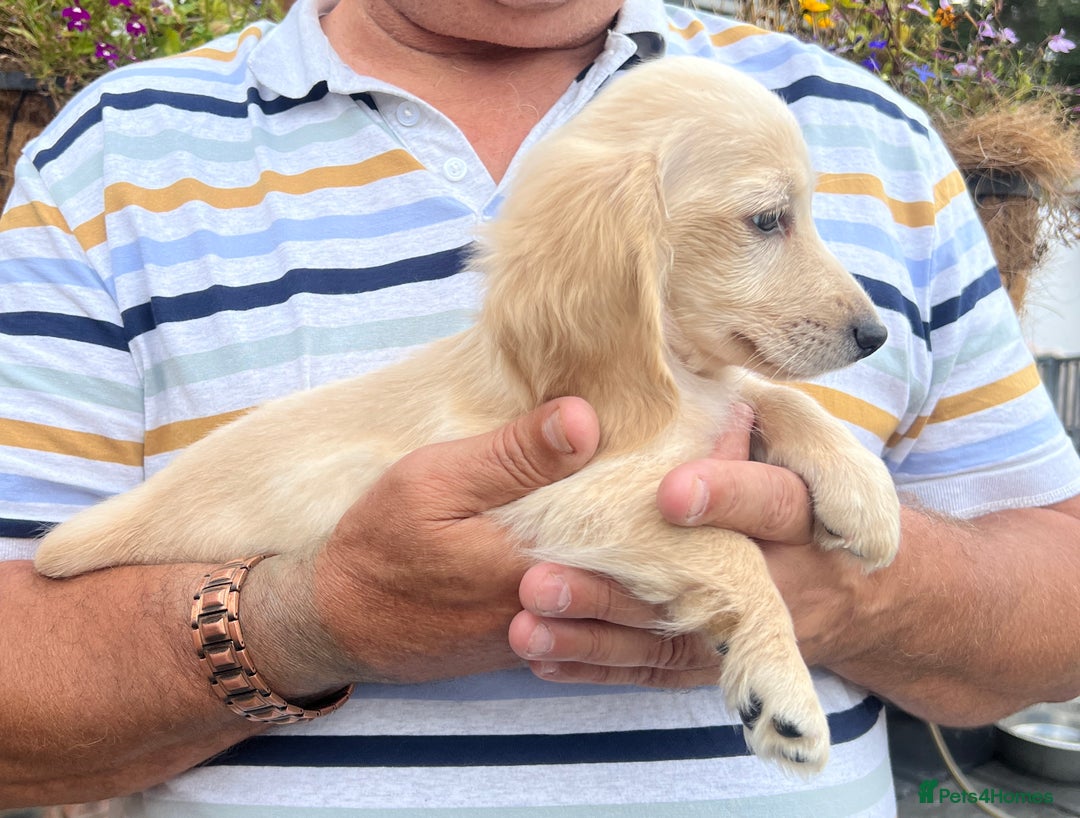 Miniature Dachshund dogs for sale: Cream Longhair Miniature Dachunds Ready Now - Image 10