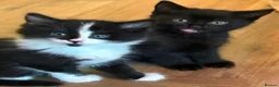 Mixed Breed cats for sale: 5 beautiful kittens - Advert 12