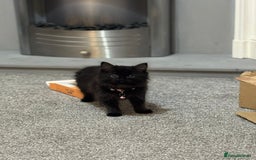 Mixed Breed cats for sale: 2 black half ragdoll kittens - Image 8