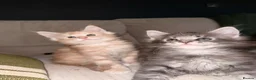 Maine Coon cats for sale: Maine Coon kittens from champion lines  - Advert 19