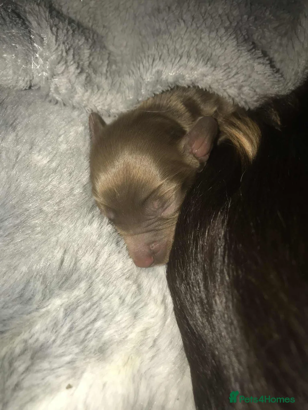 Cocker Spaniel dogs for sale: Tri chocolate  colour cocker spaniel puppies  - Advert 17