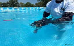 Miniature Dachshund dogs for stud: Miniature Dacshund STUD -FULLY HEALTH & DNA TESTED - Image 16