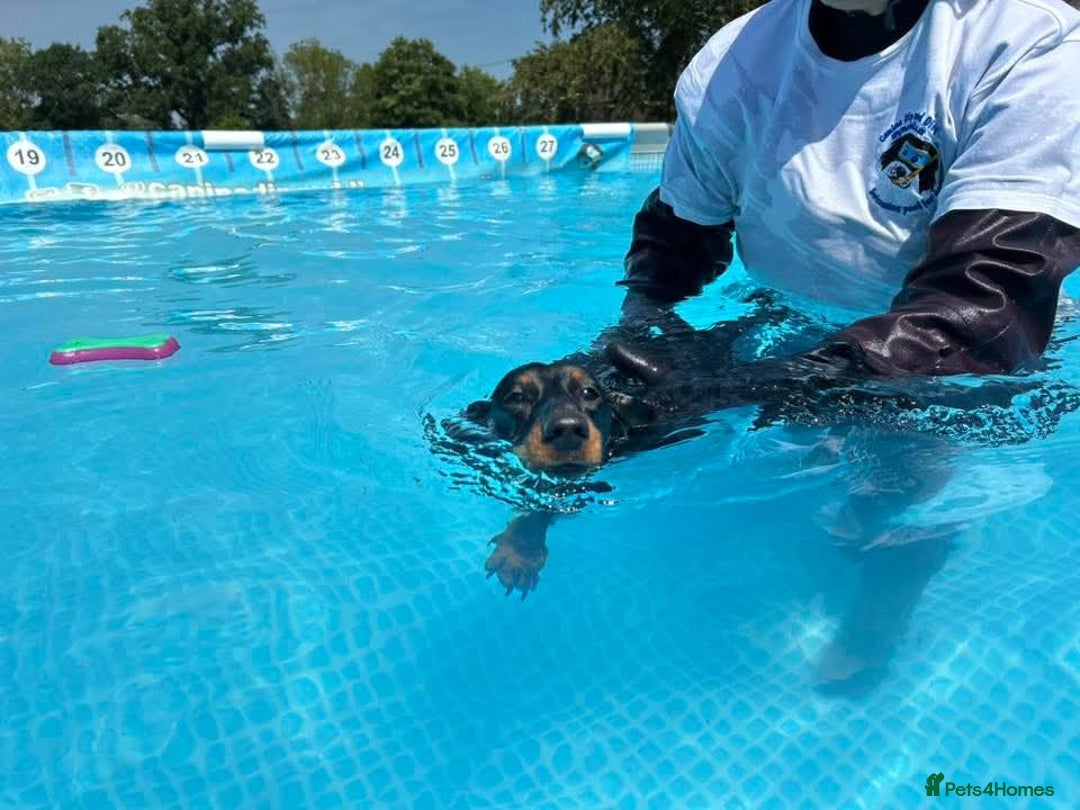 Miniature Dachshund dogs for stud: Miniature Dacshund STUD -FULLY HEALTH & DNA TESTED - Image 16