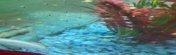 Snails fish for sale: Golden apple snails - Advert 15